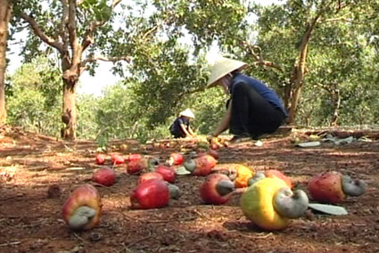 Cashew harvesting process