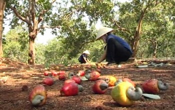 Cashew harvesting process