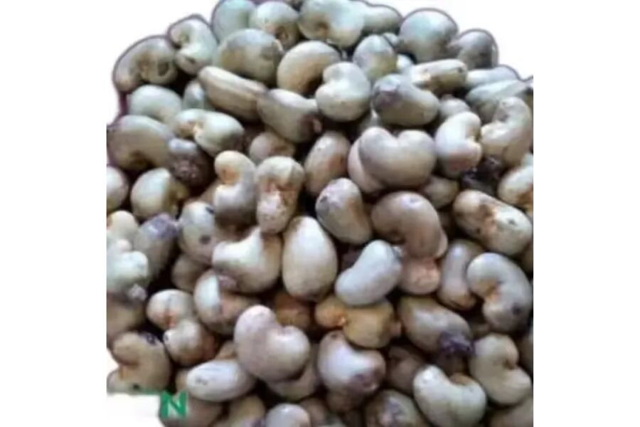 What is Raw cashew nuts? Why is it so popular?