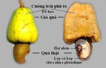 Vuon Duoc Thao: Cây Điều - Đào lộn hột - noix de cajou